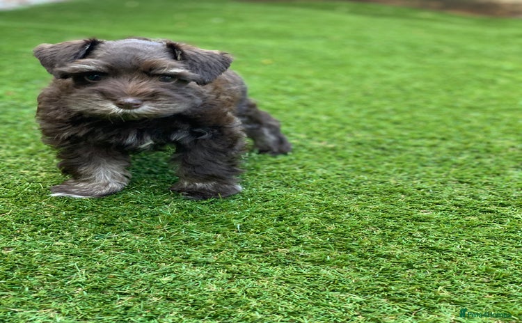 Miniature Schnauzer dogs - Advert 12
