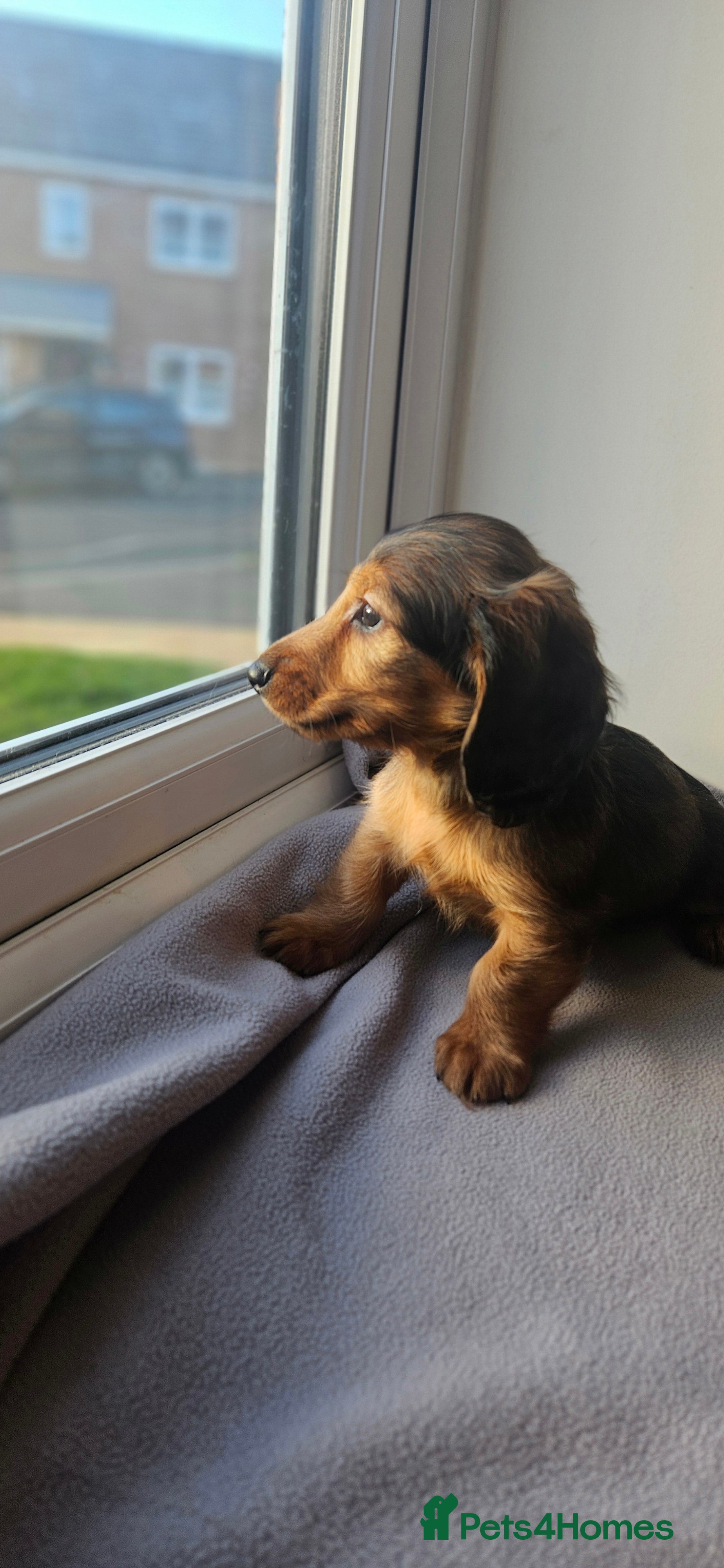 Miniature Dachshund dogs Longhaired miniature puppies - Advert 1