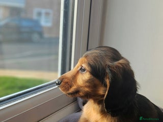 Miniature Dachshund dogs Longhaired miniature puppies - Advert 12