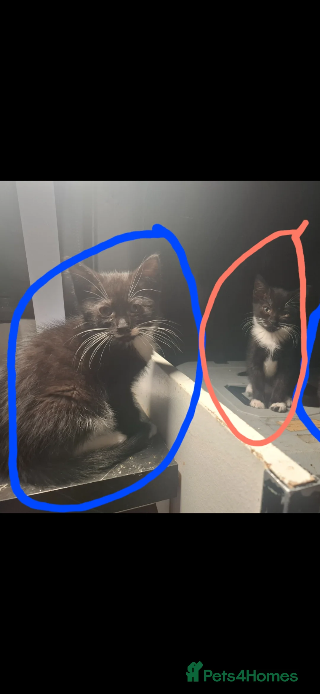Brazilian Shorthair cats for sale: 12 week old kittens - Advert 2