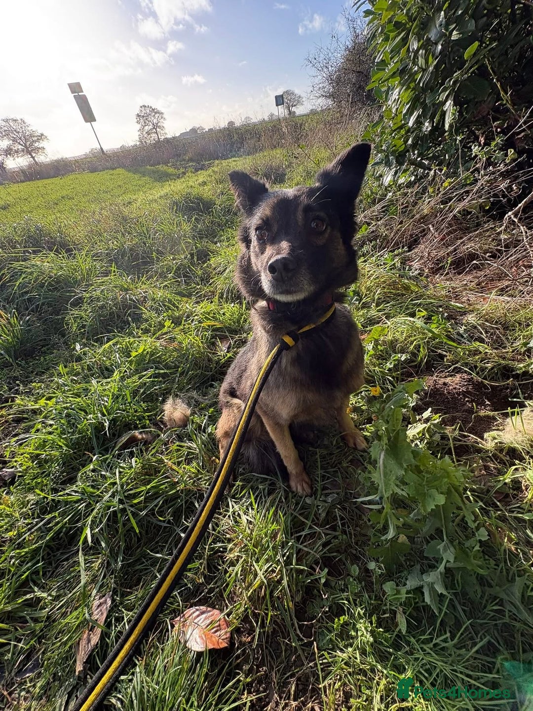 Mixed Breed dogs for adoption: Shona - Norwich Norfolk  - Advert 8