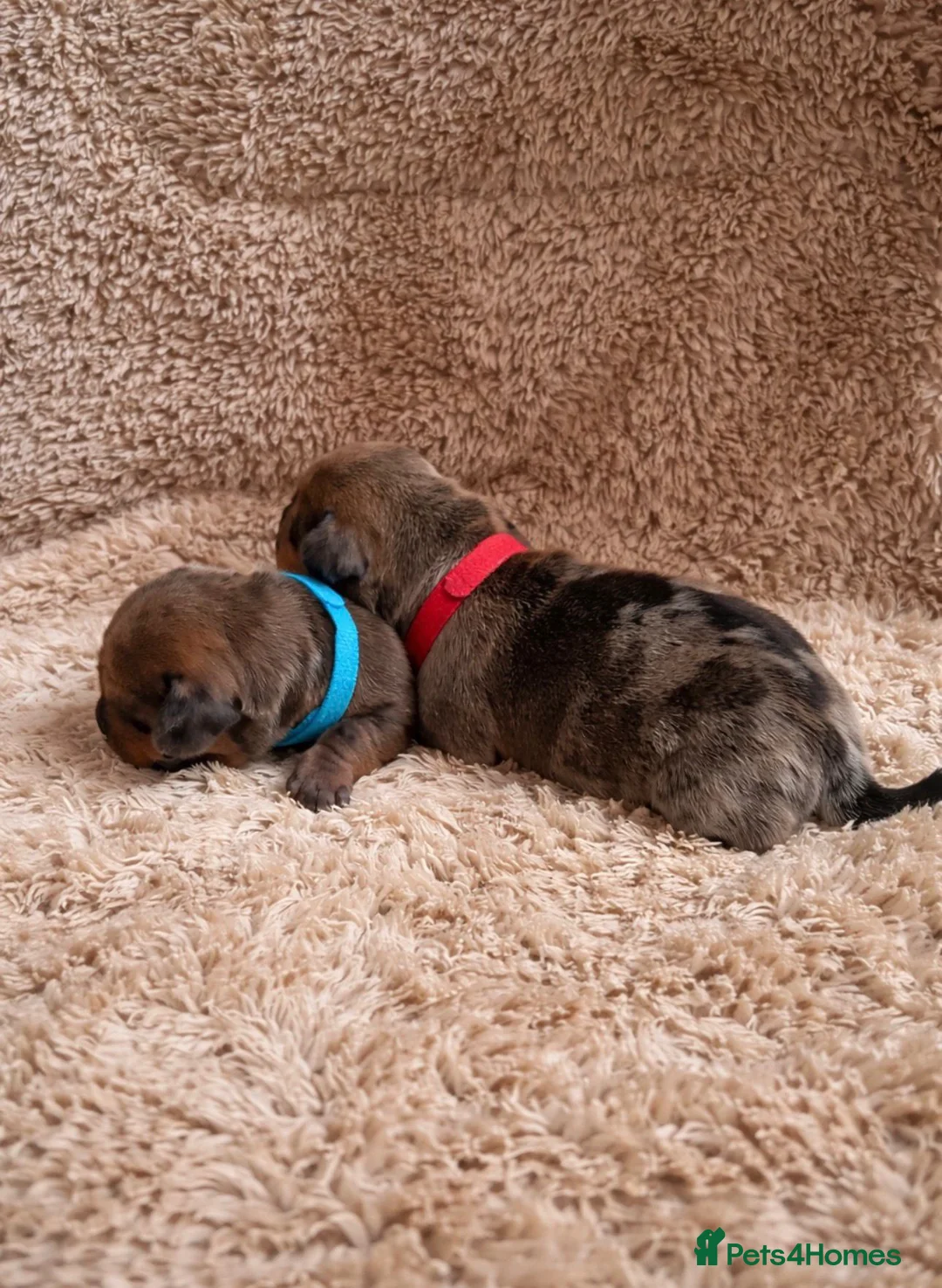 Miniature Dachshund dogs for sale: STRIKING KC REGISTERED DAPPLE MINI DACHSHUNDS  - Advert 1