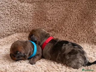 Miniature Dachshund dogs STRIKING KC REGISTERED DAPPLE MINI DACHSHUNDS - Advert 3