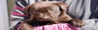 FEMALE CHOCOLATE Labrador Retriever. Puppy 6 PINK COLLAR