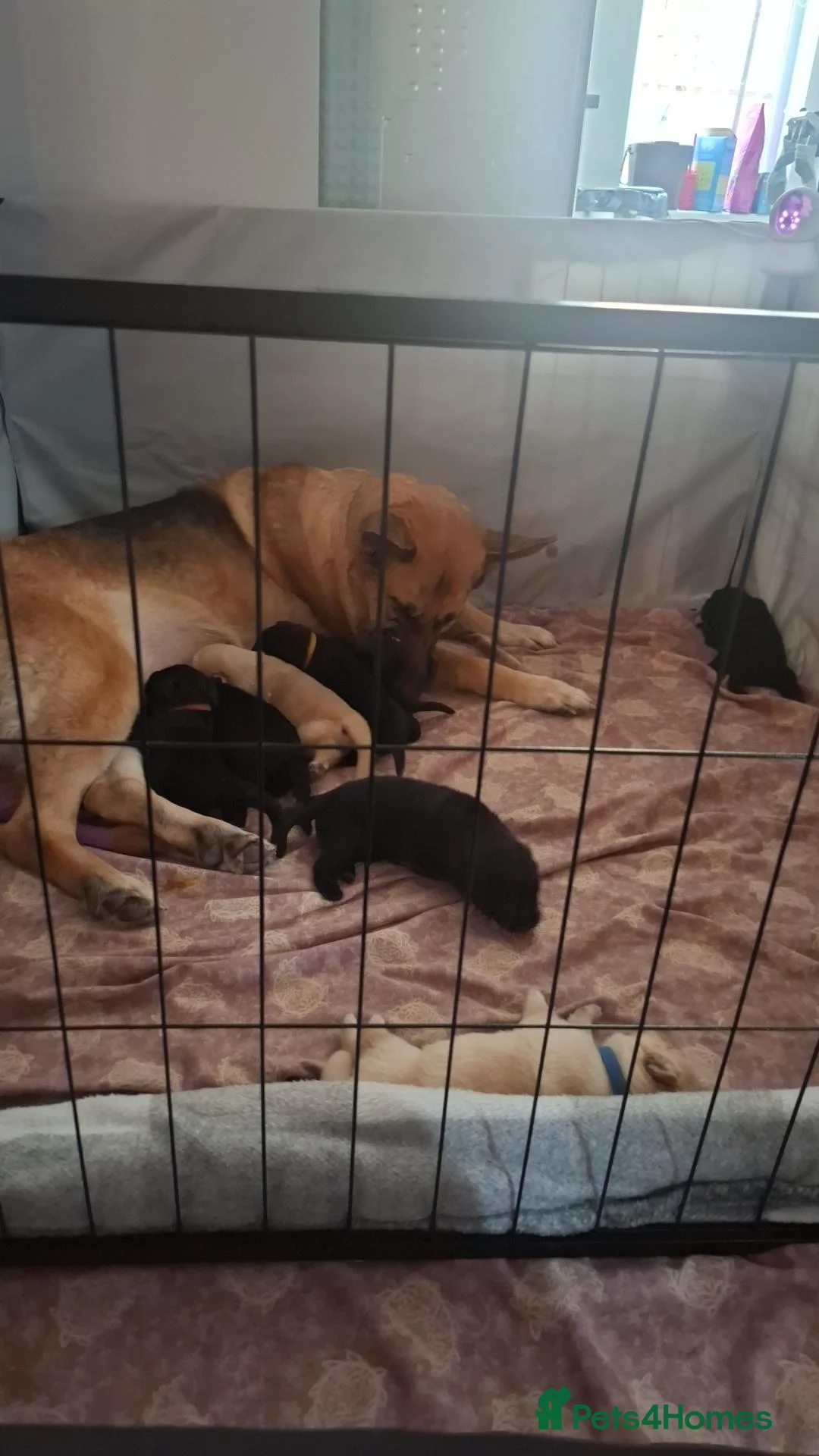 Sheprador dogs for sale: Jessie's first litter  - Advert 2