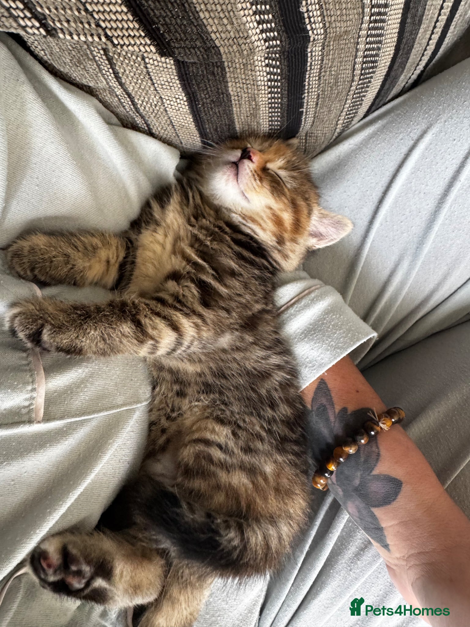 Mixed Breed cats for sale: 2 beautiful female kittens available  - Advert 1