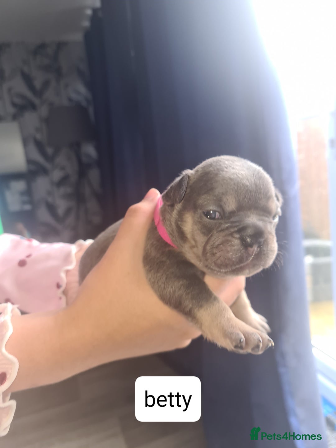 French Bulldog dogs for sale: Chunky frenchies - Image 4