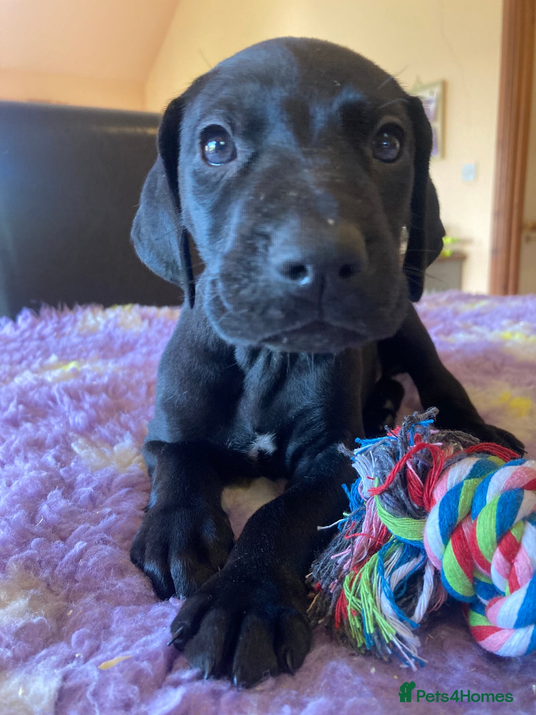 German Shorthaired Pointer dogs for sale: 2 gorgeous boys available  - Image 4