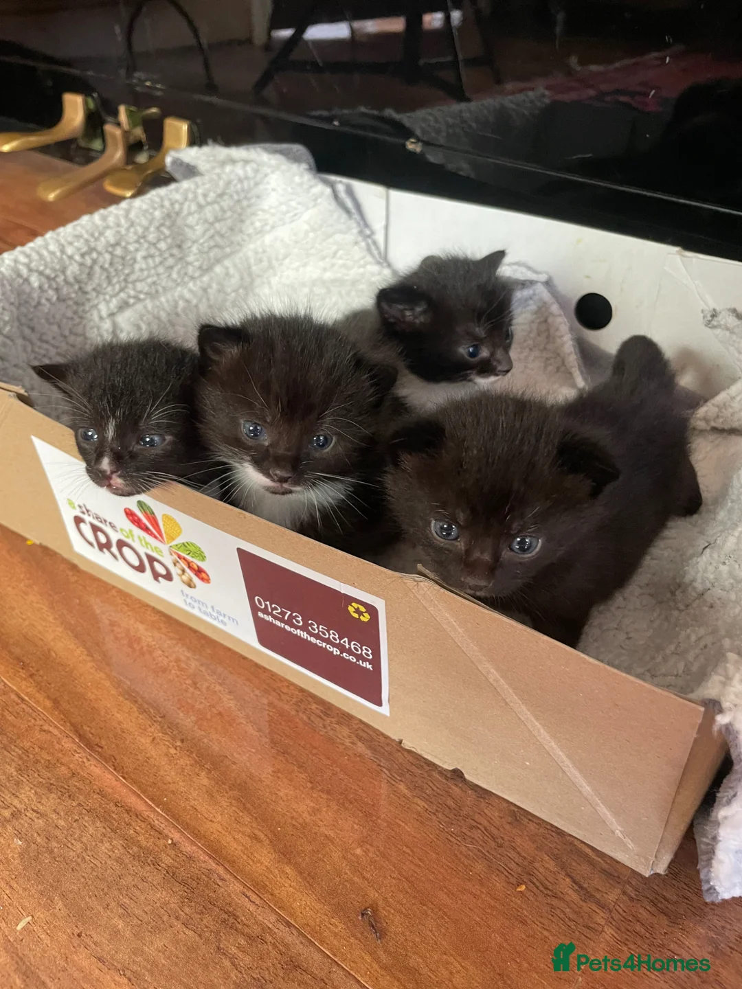 Mixed Breed cats for sale: black and white kittens for sale  - Advert 2