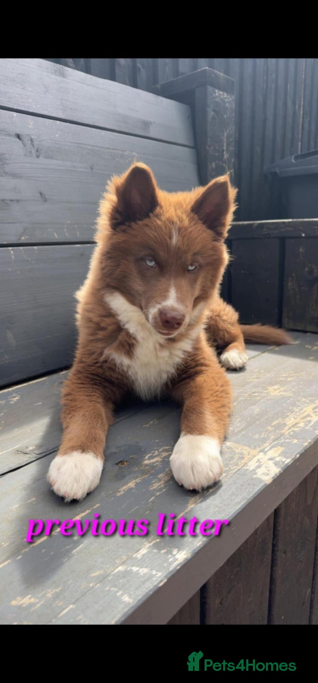 Siberian Husky dogs for sale: Wooly Siberian Husky - Image 9