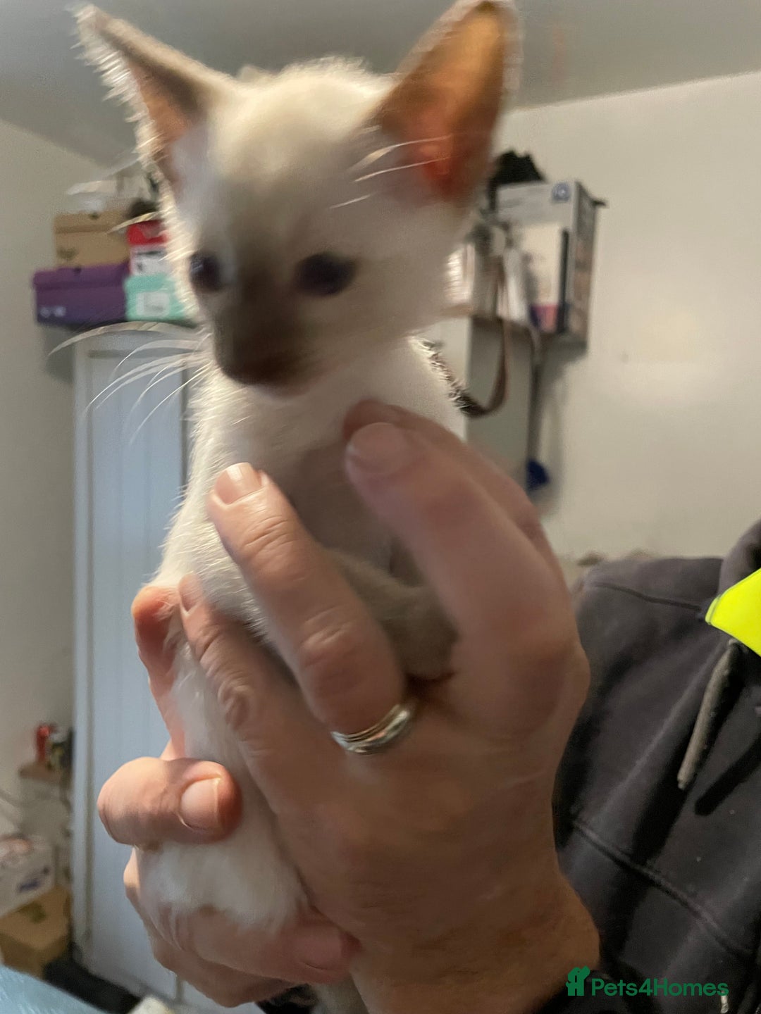 Siamese cats for sale: For sale  - Advert 3