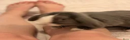 Mixed Breed rabbits for sale: Two lovely male bunnies in Sittingbourne - Advert 4