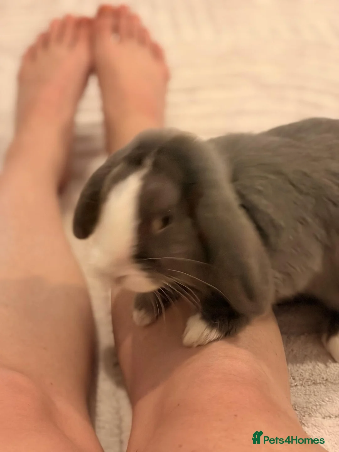 Mixed Breed rabbits for sale: Two lovely male bunnies in Sittingbourne - Advert 4