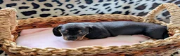 Miniature Dachshund dogs for sale: Miniature Dachshund Puppies, Stunning, Ready May - Advert 13