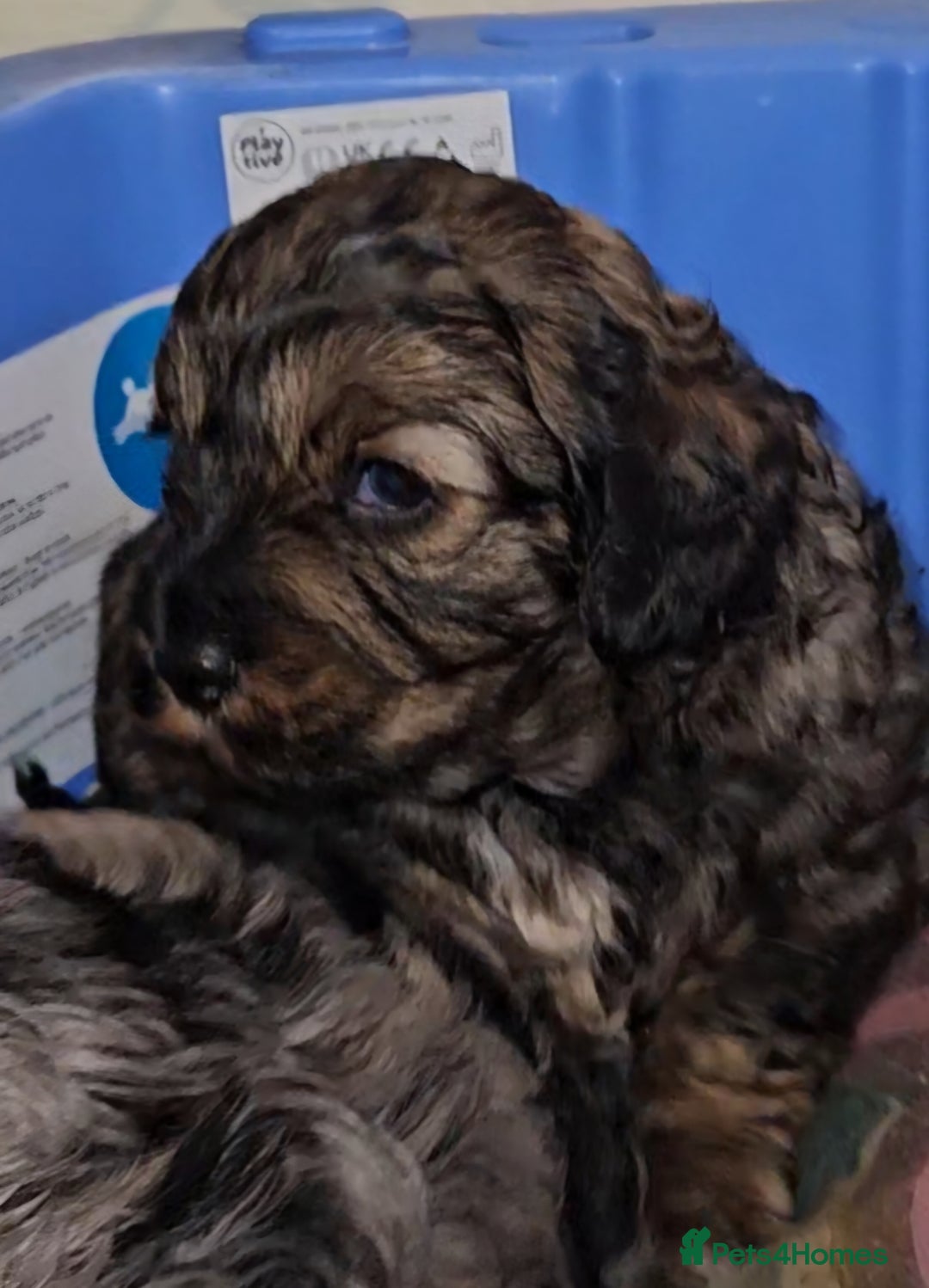 Cavapoo dogs for sale: 3 cavapoo puppies  - Advert 4