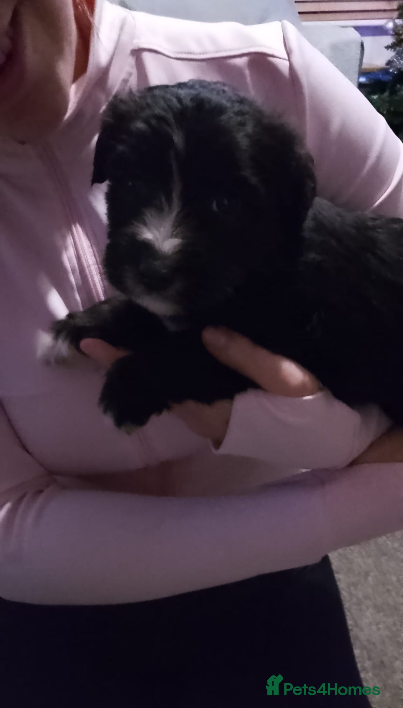 Jackapoo dogs Jackapoo - Advert 1