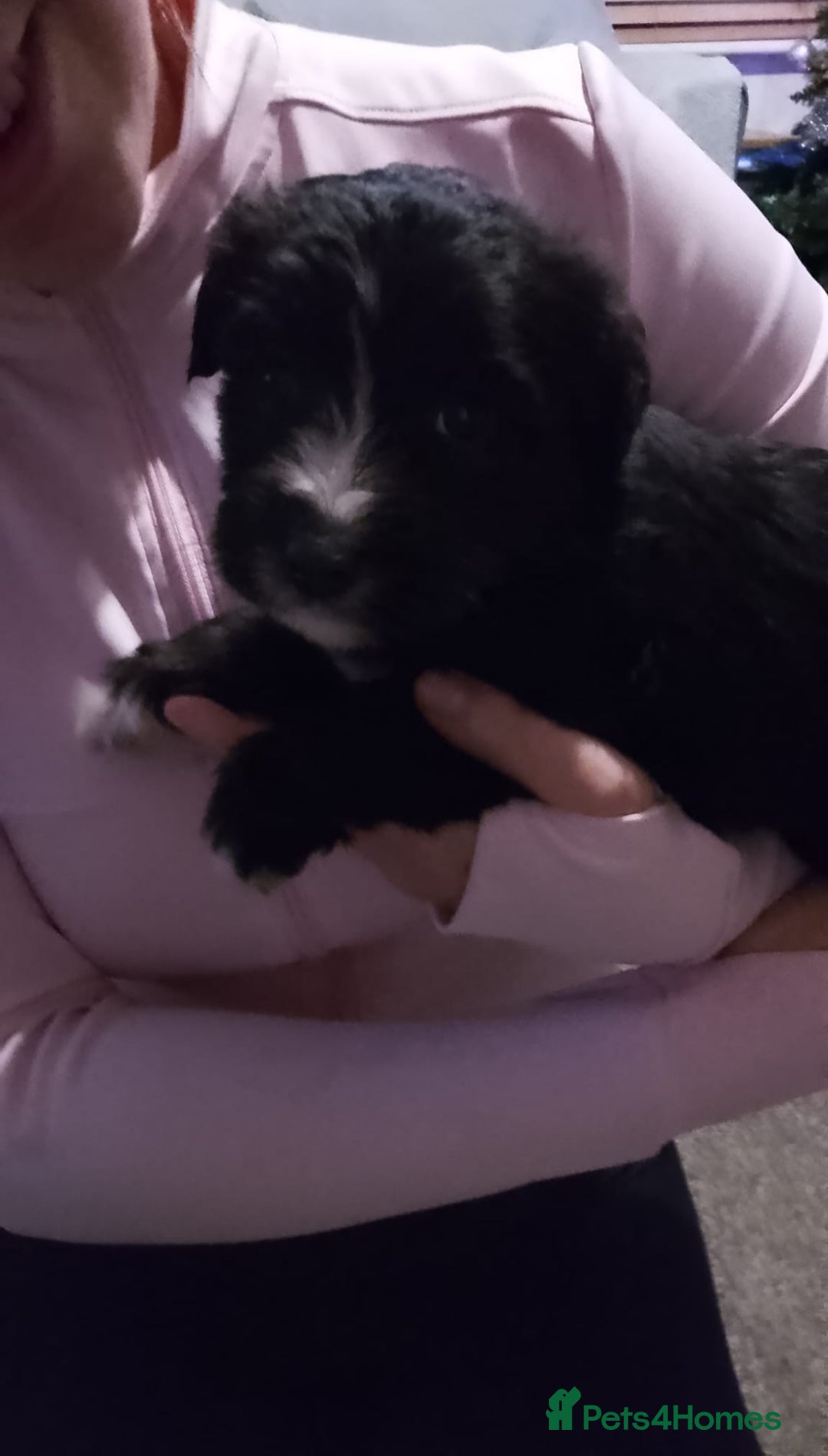 Jackapoo dogs for sale: Jackapoo - Advert 1