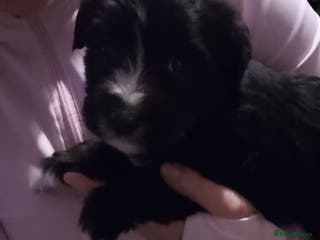 Jackapoo dogs Jackapoo - Advert 1