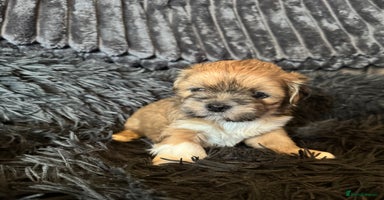 Lhasa Apso dogs - Advert 2