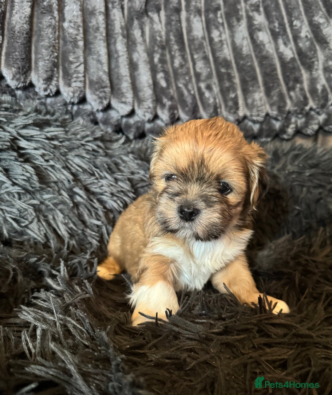 Lhasa Apso dogs for sale: Lhasa Apso Girl Pup - Image 2
