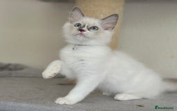 Ragdoll cats for sale: Gentle, Affectionate, Cuddly, Playful Kittens - Image 4