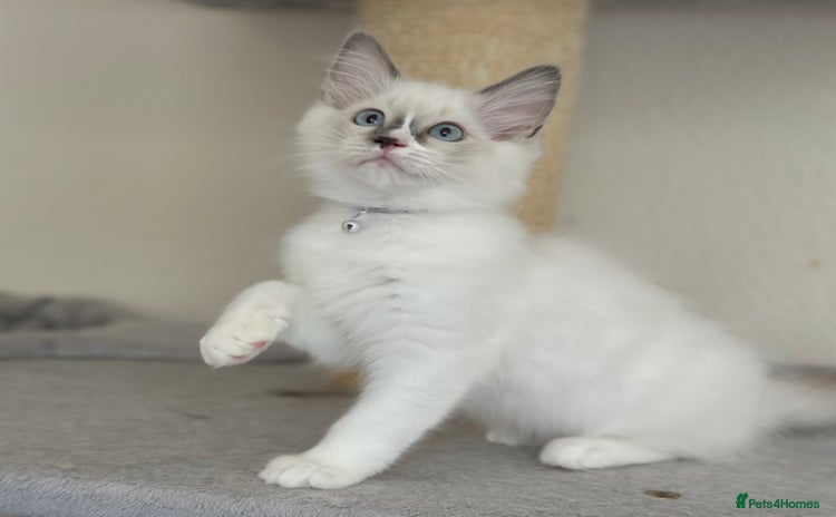 Ragdoll cats - Advert 13