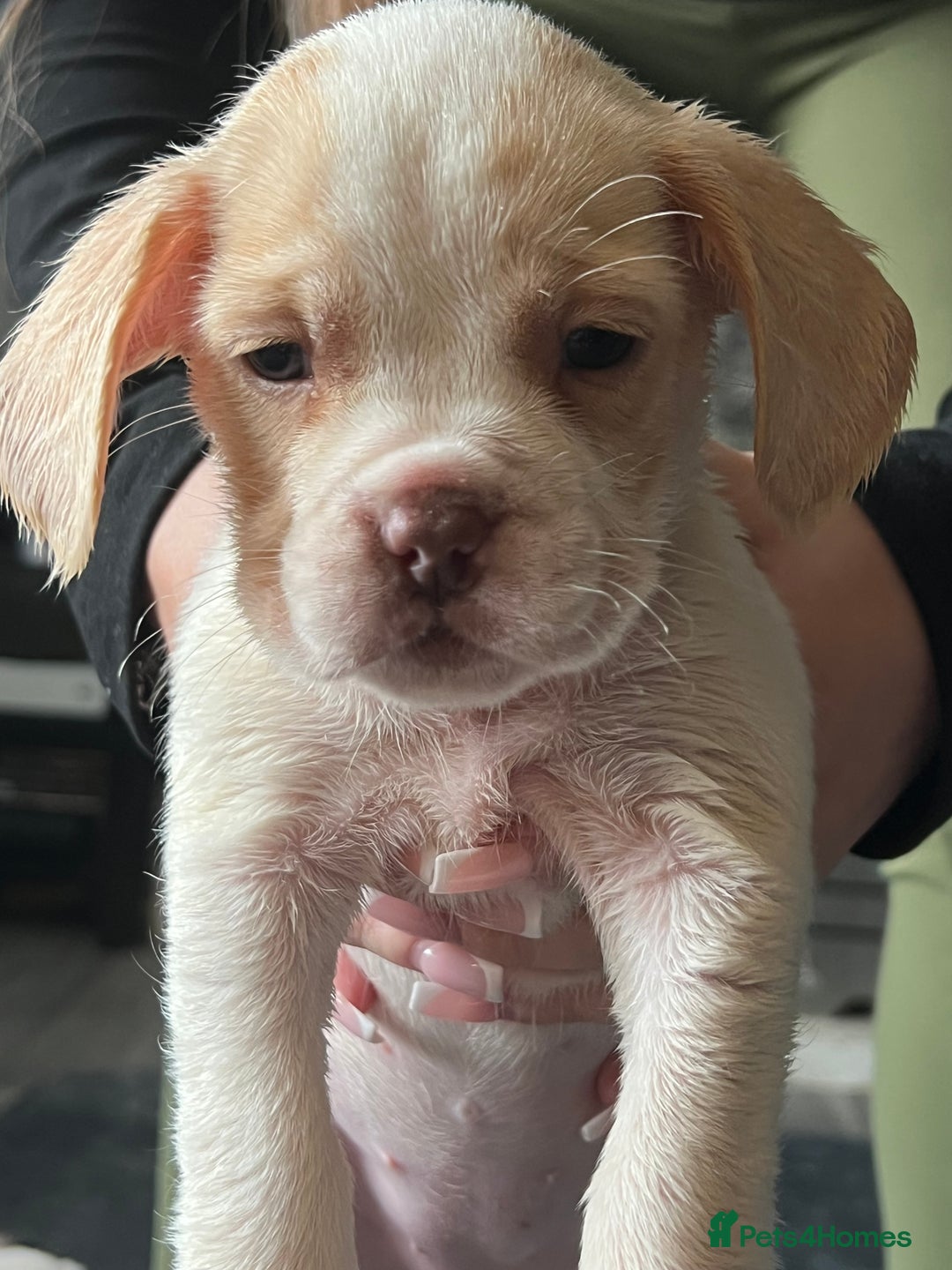 Mixed Breed dogs for sale: Sprocker x frenchie - Image 4