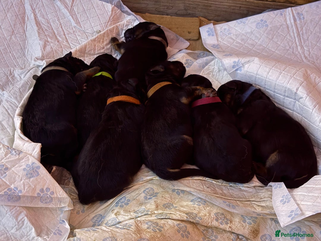 German Shepherd dogs for sale: KC registered long haired German Shepherd puppies - Advert 3