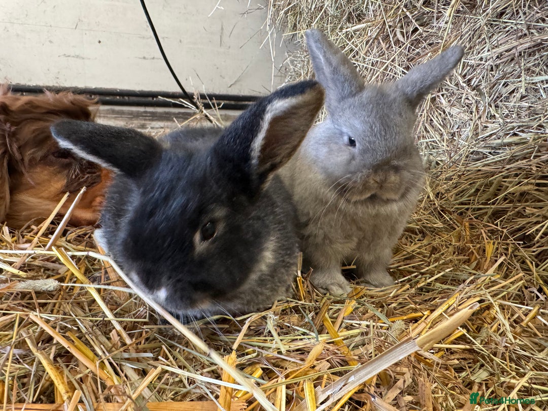 French Lop rabbits for sale: Beautiful Miniature Lop Does - Advert 8