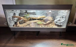 Bearded Dragon reptiles for sale: Mango my bearded dragon and vivarium  - Image 5