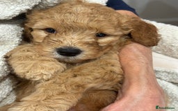 Australian Labradoodle dogs for sale: Australian Labradoodle puppies Multigen  - Image 6