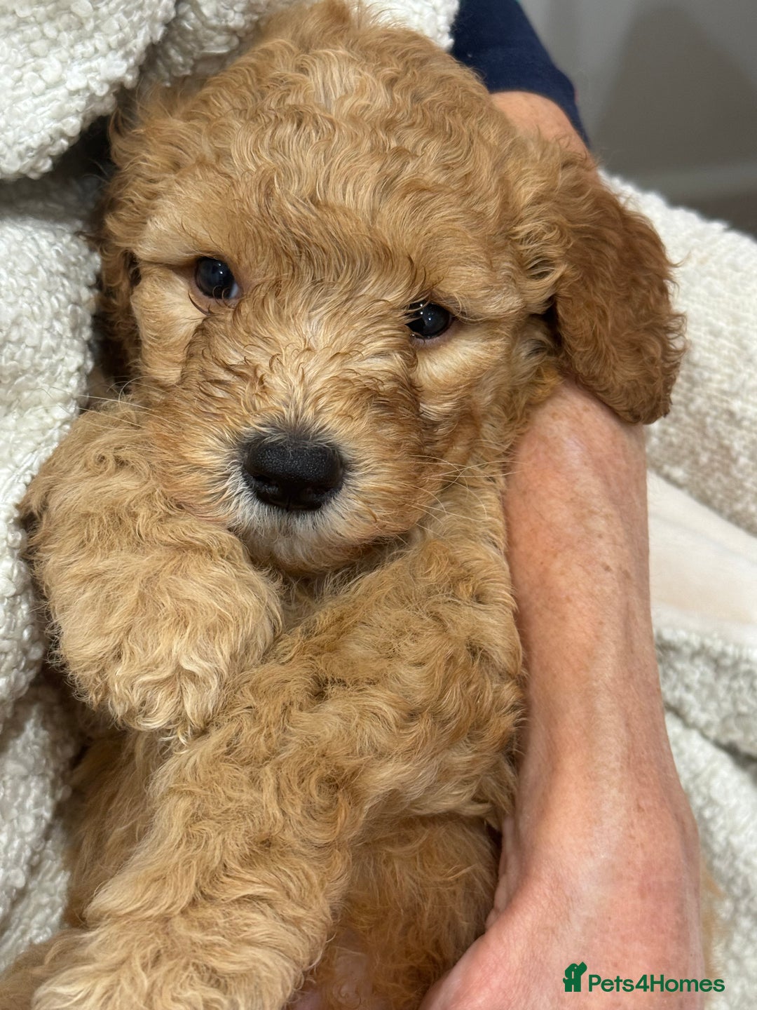 Australian Labradoodle dogs for sale: Australian Labradoodle puppies Multigen  - Image 6