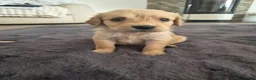 Mixed Breed dogs for sale: Beautiful Strong healthy puppy’s  - Advert 10