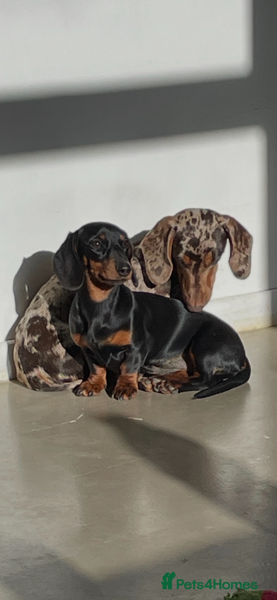 Miniature Dachshund dogs 🐾 Miniature Dachshund Puppies Expected - Advert 2