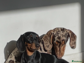 Miniature Dachshund dogs 🐾 Miniature Dachshund Puppies Expected - Advert 6