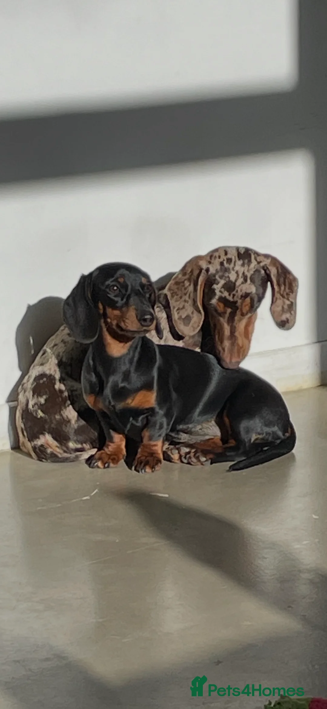 Miniature Dachshund dogs for sale:  Miniature, Dachshund Chocolate and Tan girl.  - Advert 1