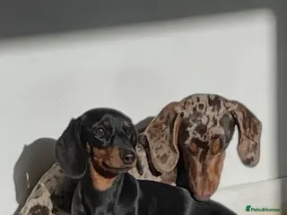 Miniature Dachshund dogs 🐾 Miniature Dachshund Chocolate Puppies, - Advert 8