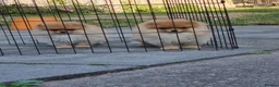 Pomeranian dogs for sale: Reduced !!! Beautiful Boy Pomeranian Puppies - Advert 4