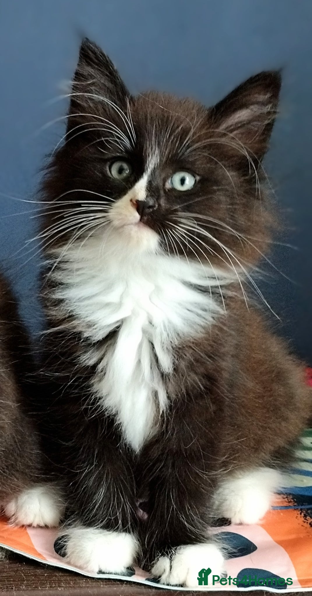 Norwegian Forest Cat cats Beautiful Pedigree Norwegian Forest kittens - Advert 12