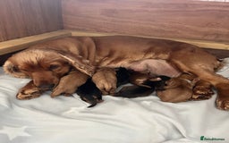 Cocker Spaniel dogs for sale: ***Outstanding KC Show cocker spaniels *** - Image 2