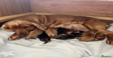 Cocker Spaniel dogs - Advert 6