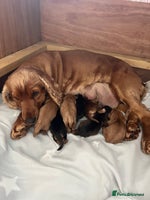 Cocker Spaniel dogs - Advert 9