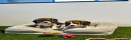Beagle dogs for sale: Female Tri-Coloured Beagles  - Advert 3