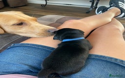 Labrador Retriever dogs for sale: KC reg Labrador pups - Image 3