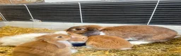 Mini Lop rabbits for sale: 5 mini lop babies looking for their forever home - Advert 8