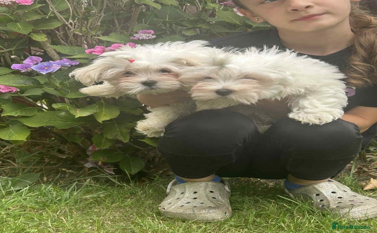 Maltese dogs - Advert 14