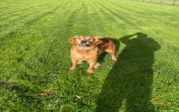 Golden Retriever dogs for sale: KC REG girl via POLICE trained dog behaviourist  - Image 2