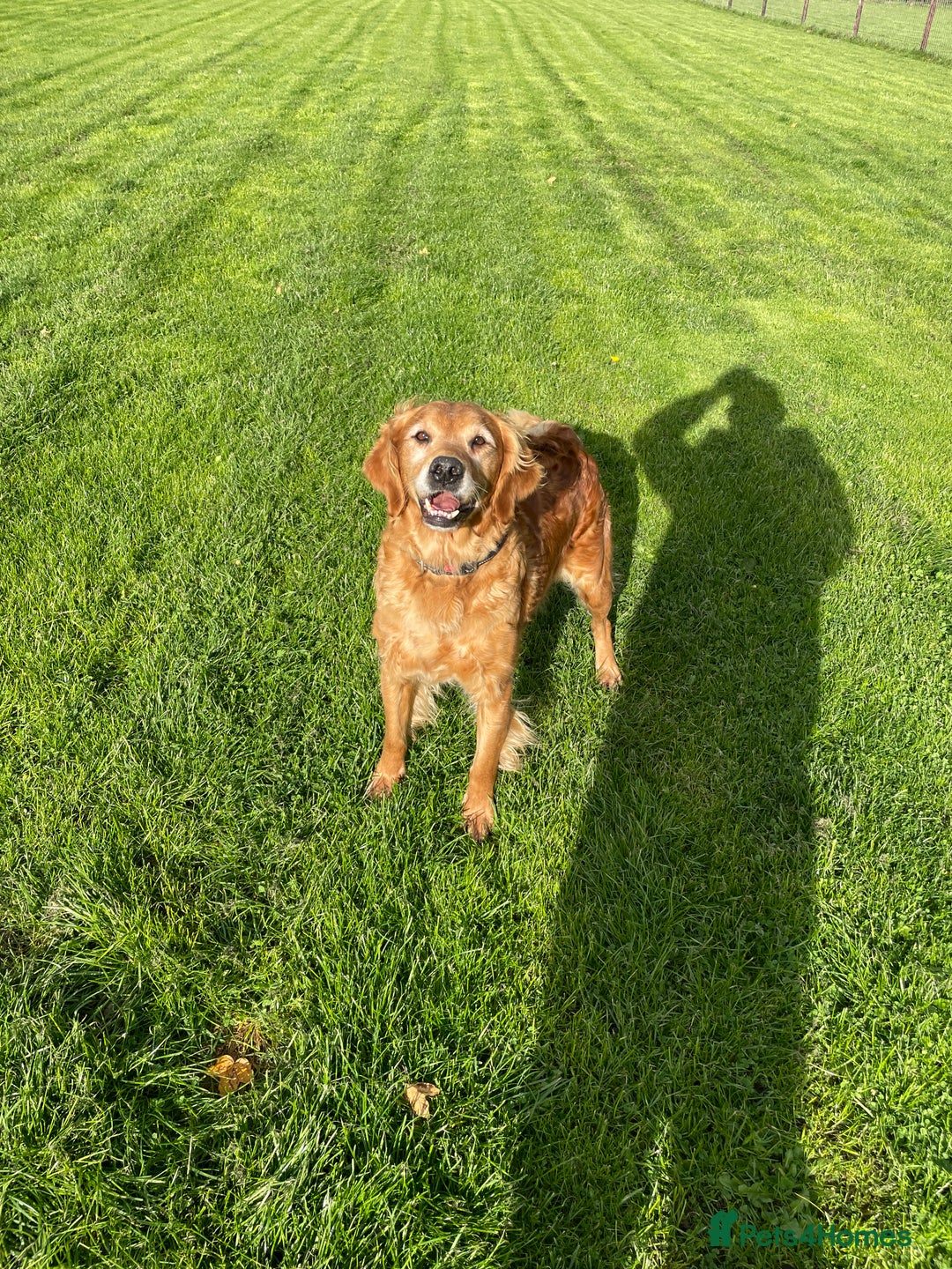 Golden Retriever dogs for sale: KC REG girl via POLICE trained dog behaviourist  - Image 2