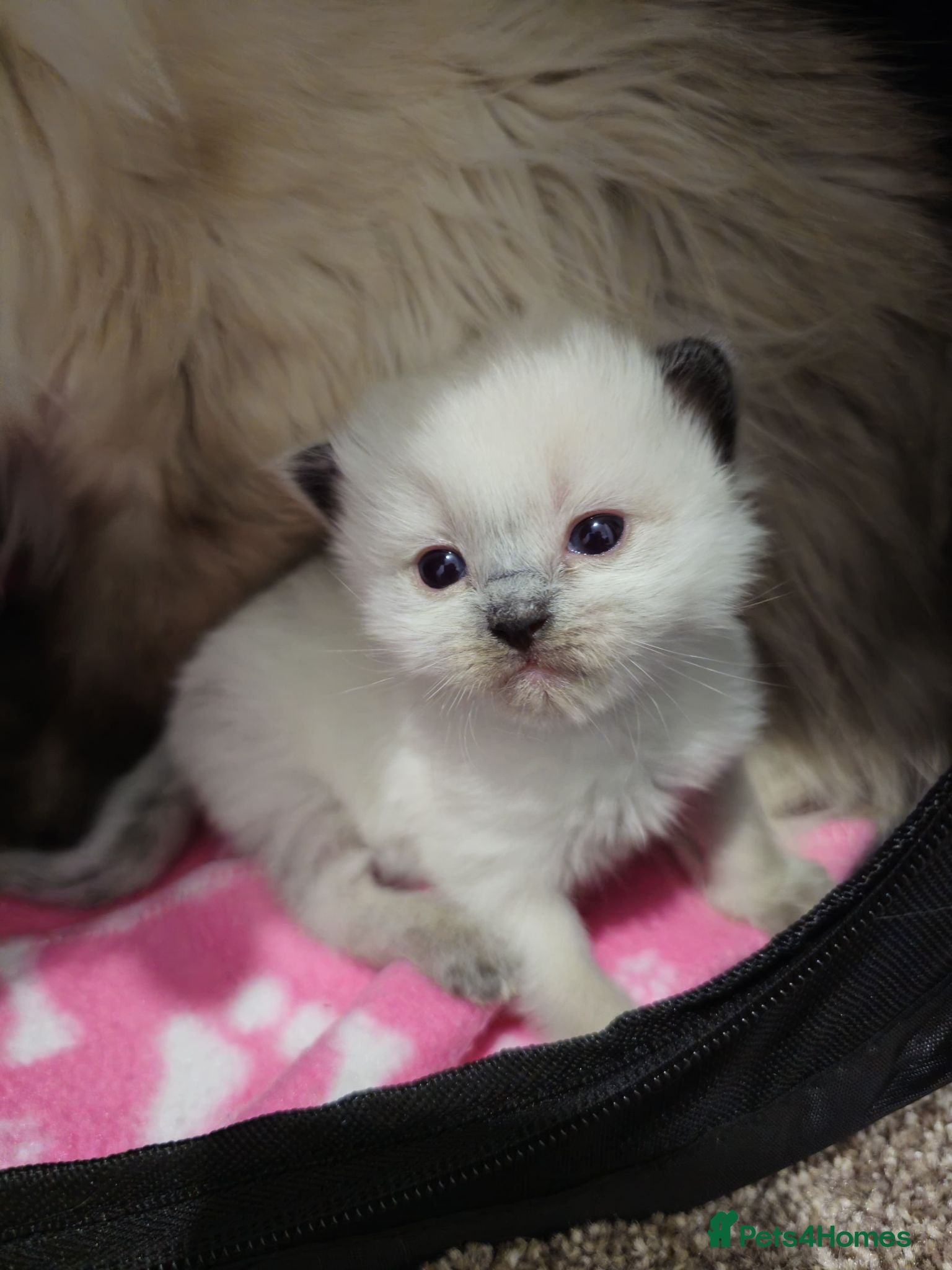 Ragdoll cats Pedigree Ragdoll kittens - Advert 2