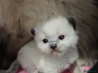 Ragdoll cats Pedigree Ragdoll kittens - Advert 2